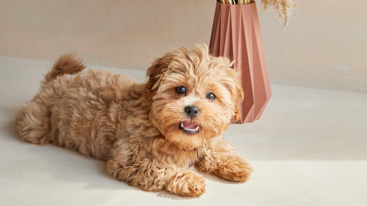 Are Dried And Preserved Flowers Pet Friendly?