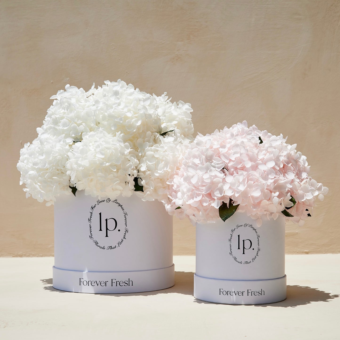 Preserved Hydrangeas - Light Pink (Medium)