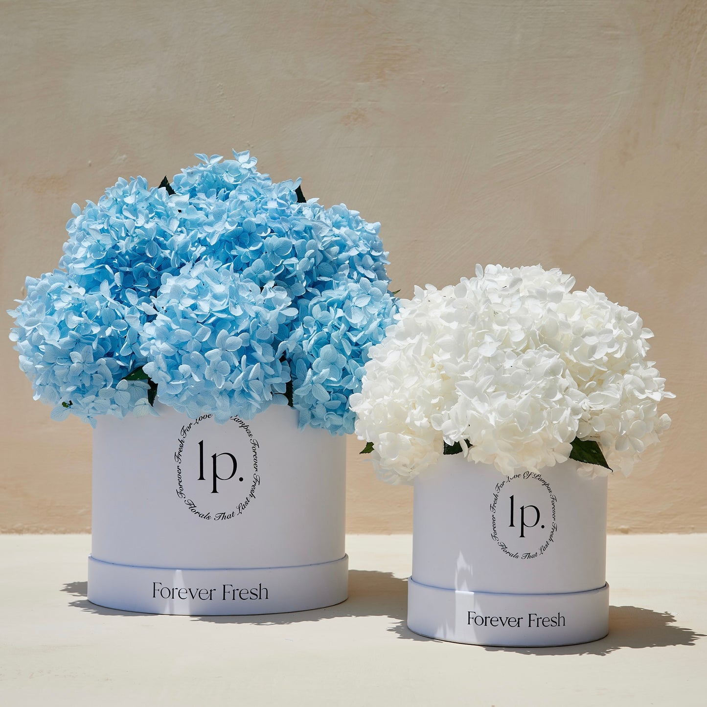 Preserved Hydrangeas - Light Blue (Large)