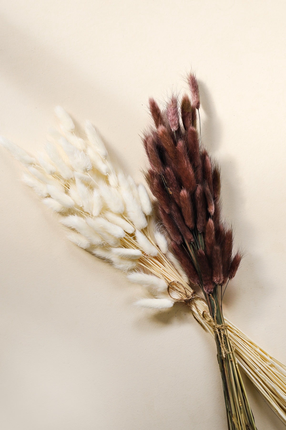 Bunny Tails - White (60 stems)