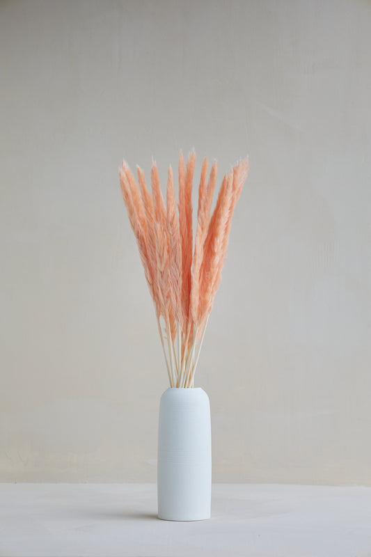 Small Pampas Grass - Champagne (15 stems)