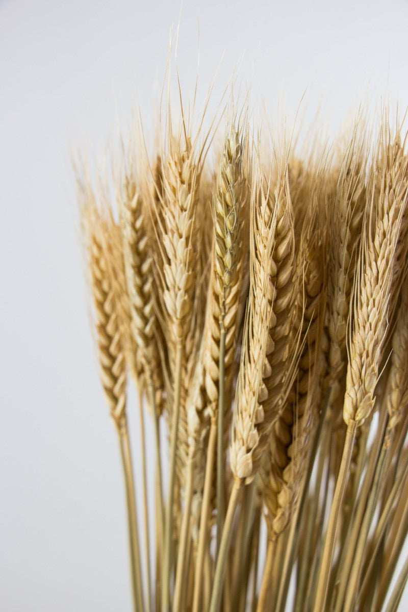 Wheat Bunch