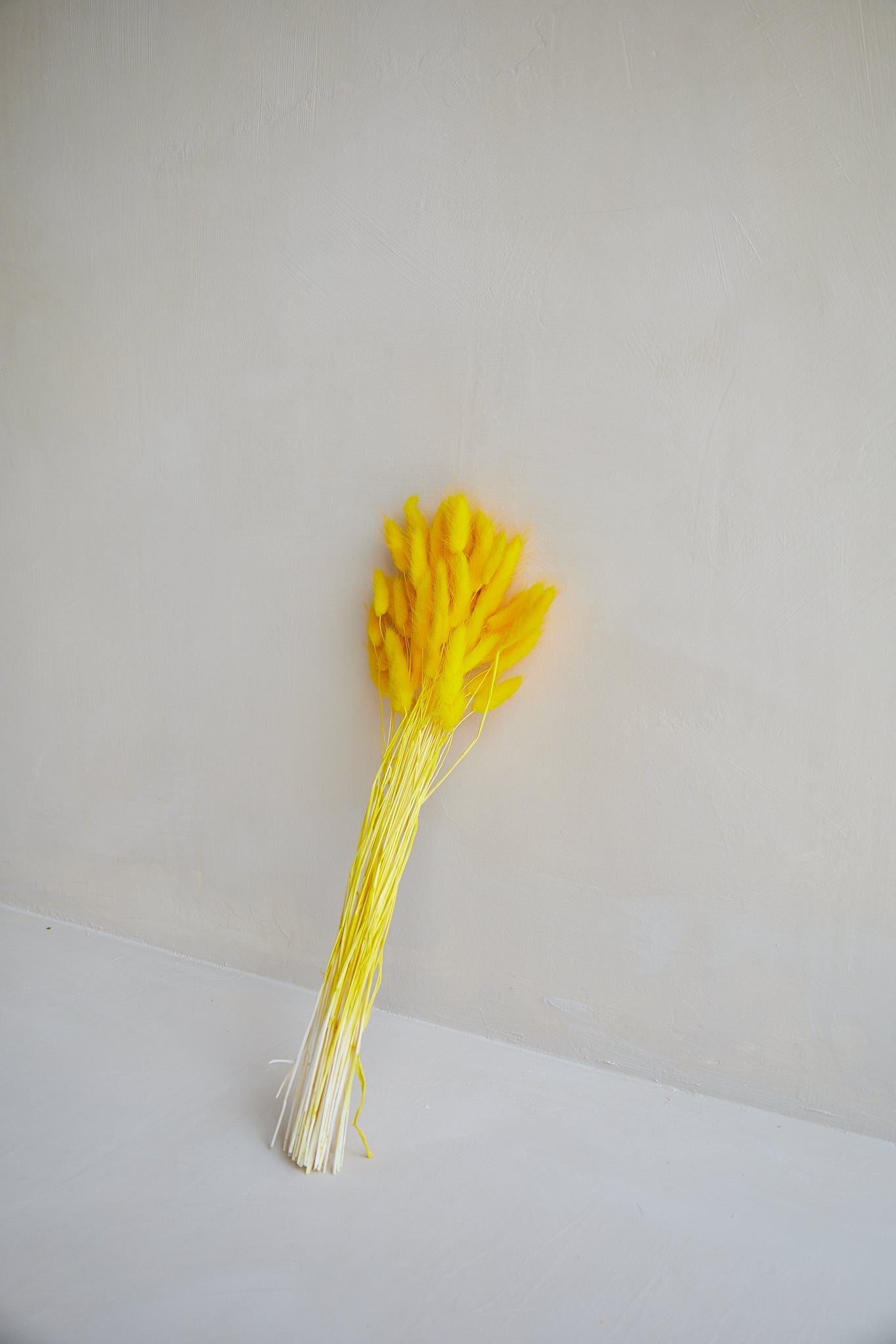 Bunny Tails - Bright Yellow (60 stems)