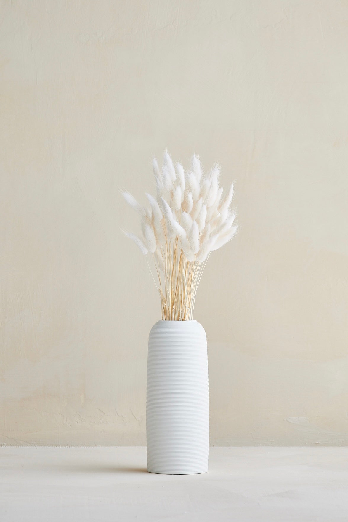 Bunny Tails - White (60 stems)