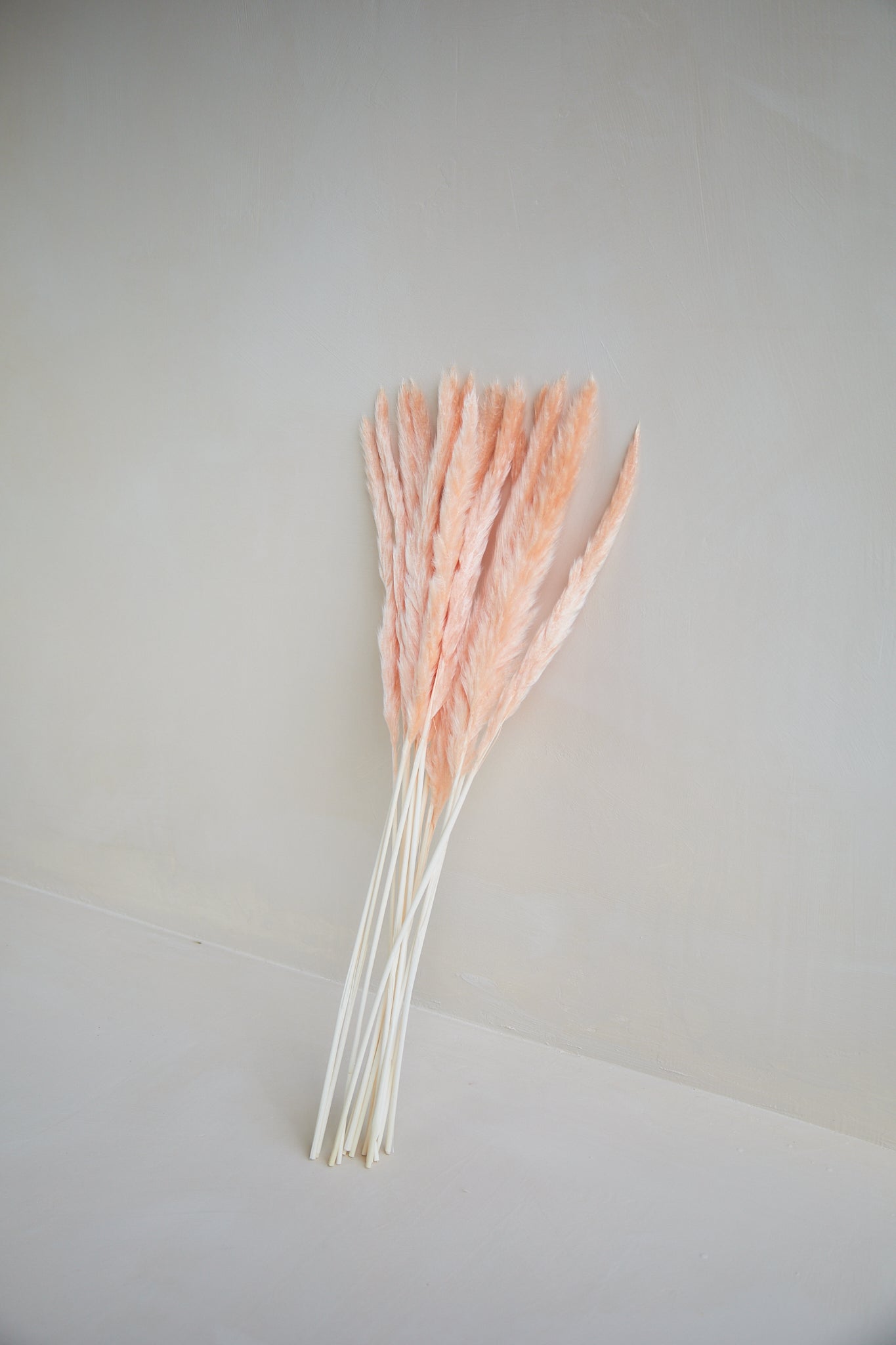 Small Pampas Grass - Champagne (15 stems)