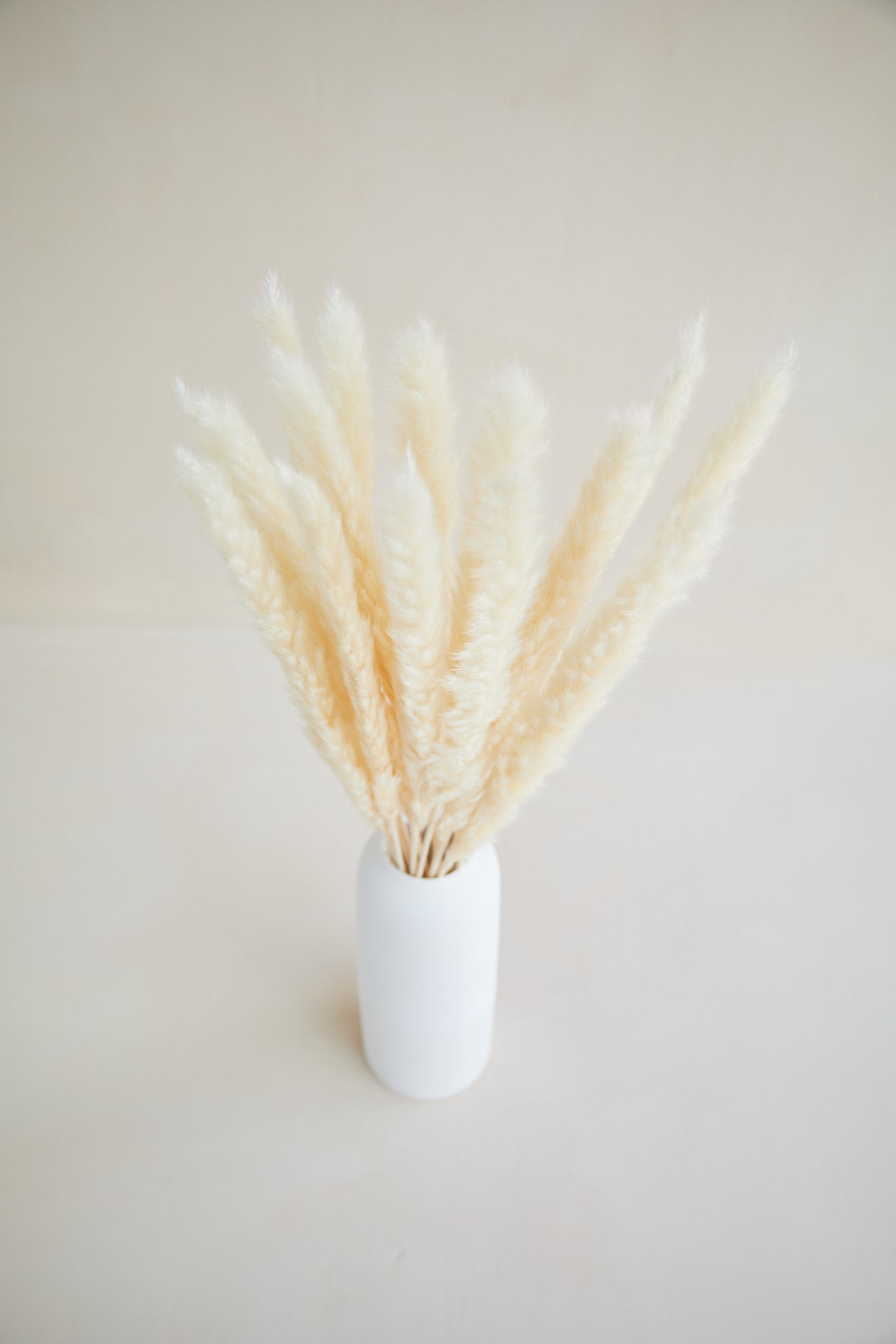 Small Pampas Grass - White (15 stems)