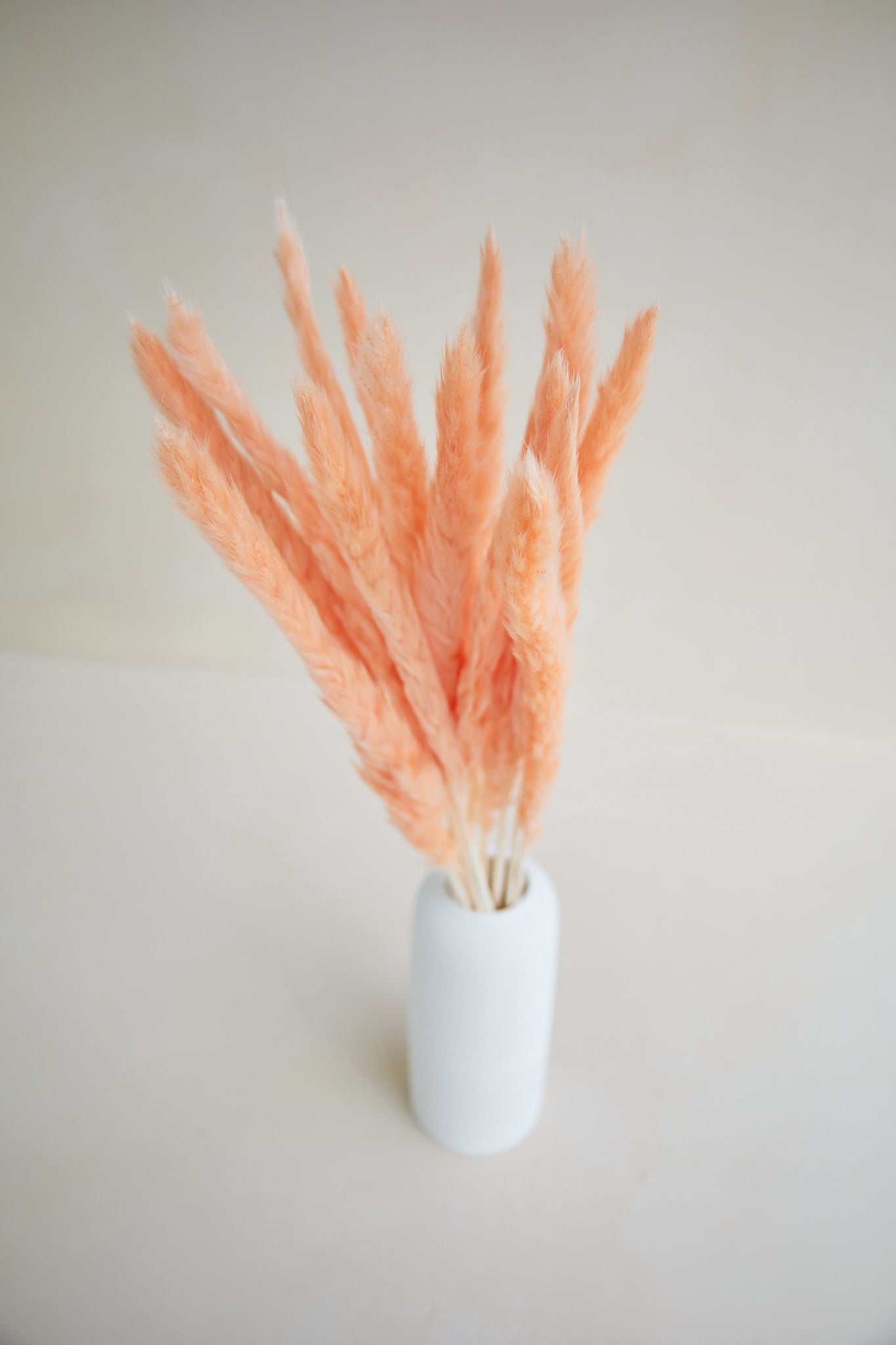 Small Pampas Grass - Champagne (15 stems)