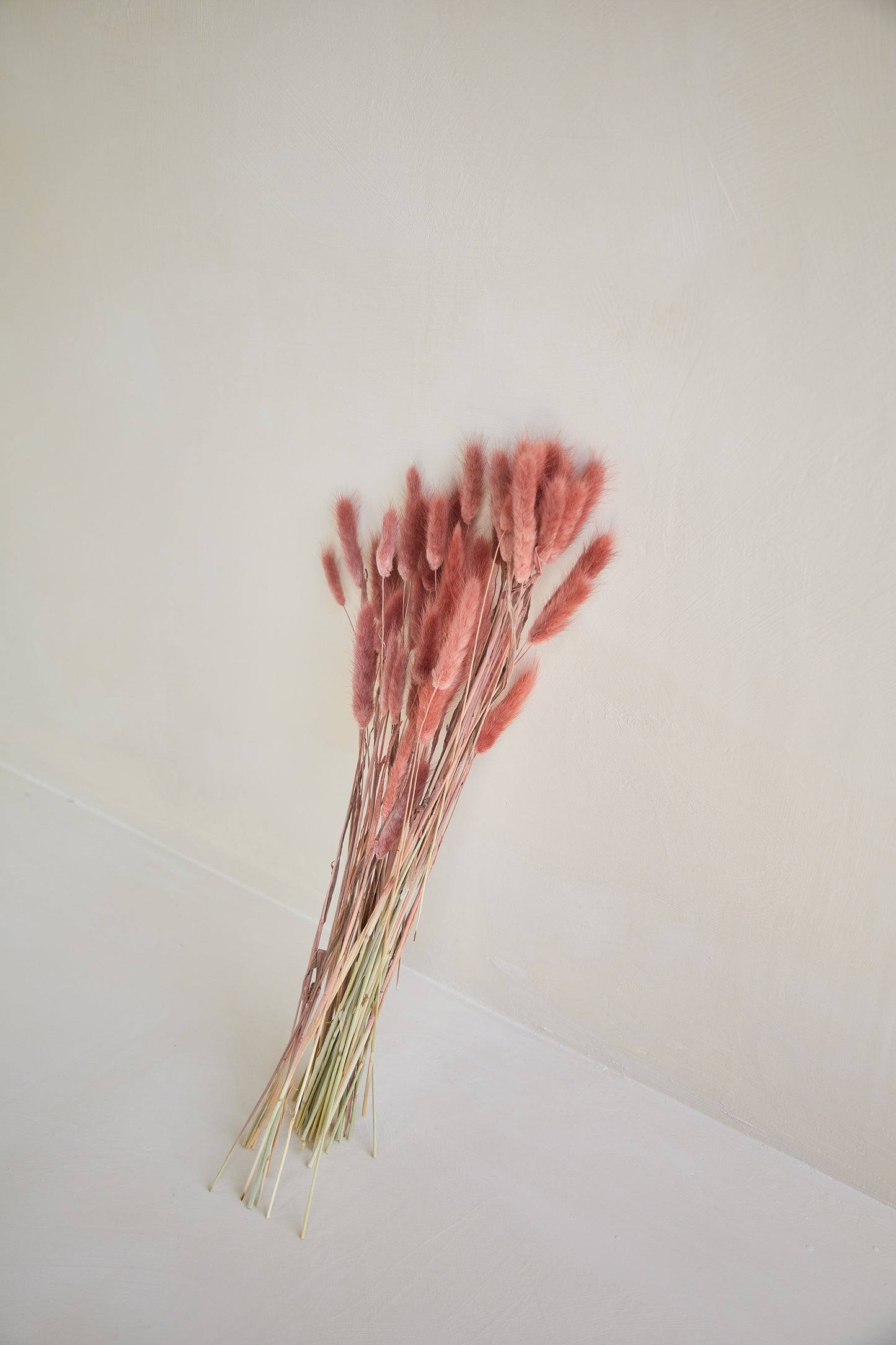 Bunny Tails - Burgundy (60 stems)