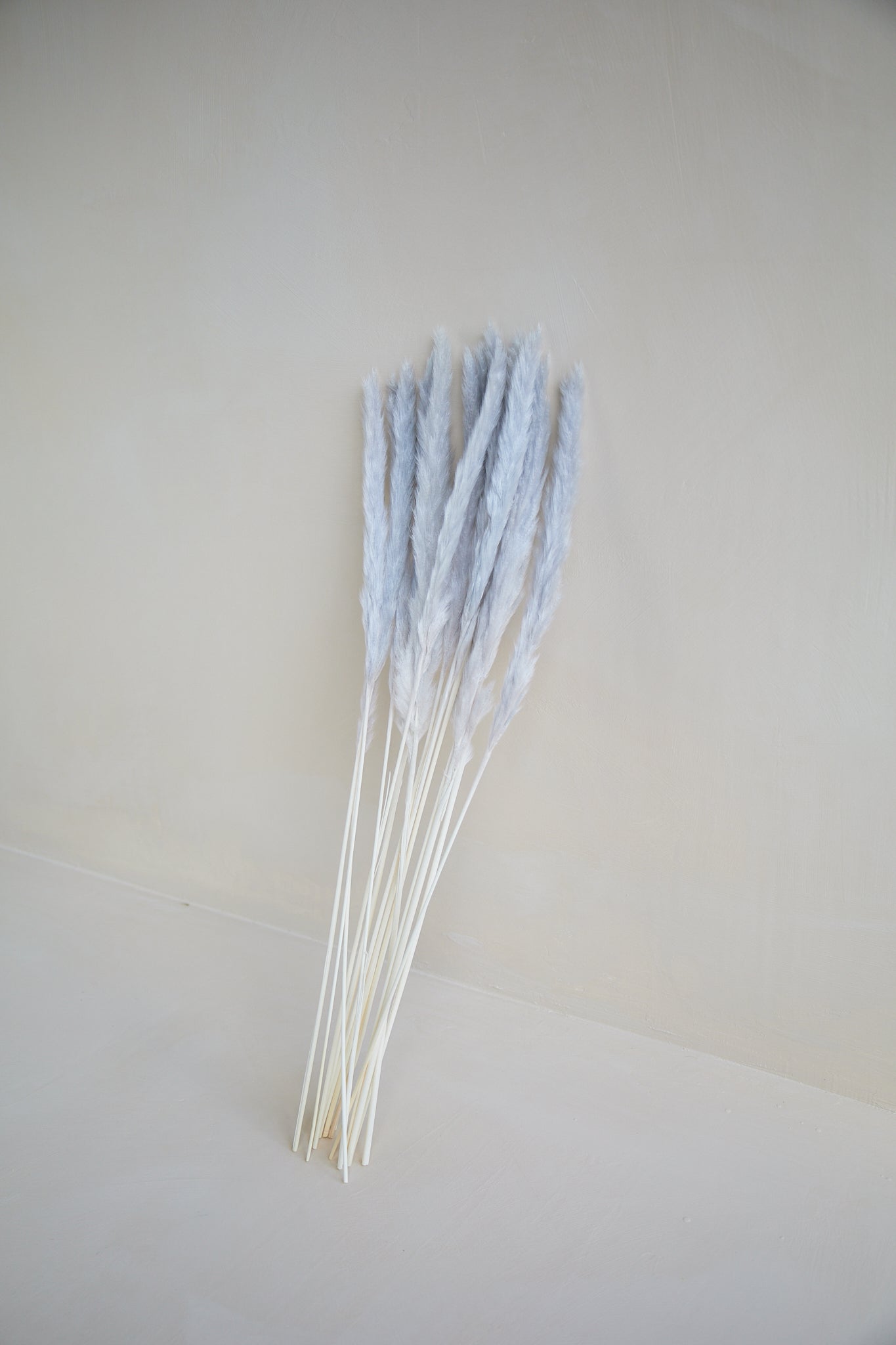 Small Pampas Grass - Gray (15 stems)