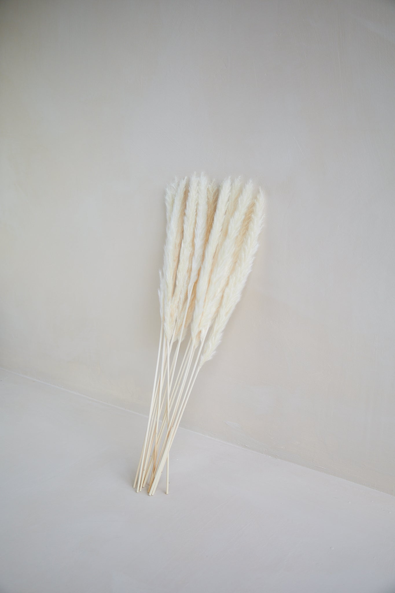 Small Pampas Grass - White (15 stems)