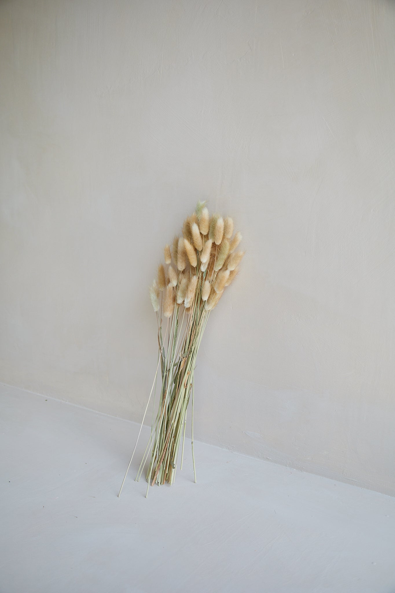 Bunny Tails - Natural (60 stems)