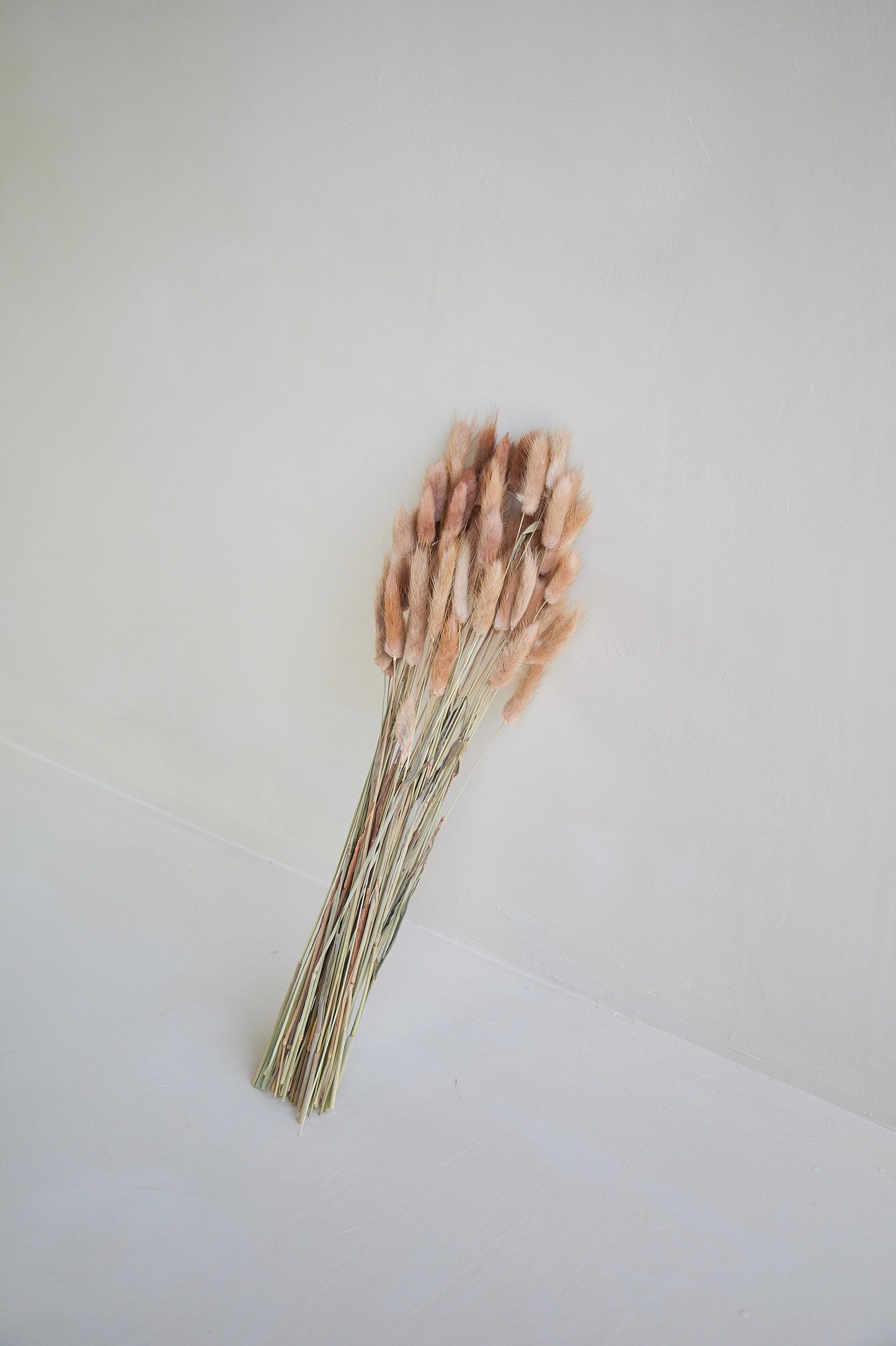 Bunny Tails - Red Bean (60 stems)