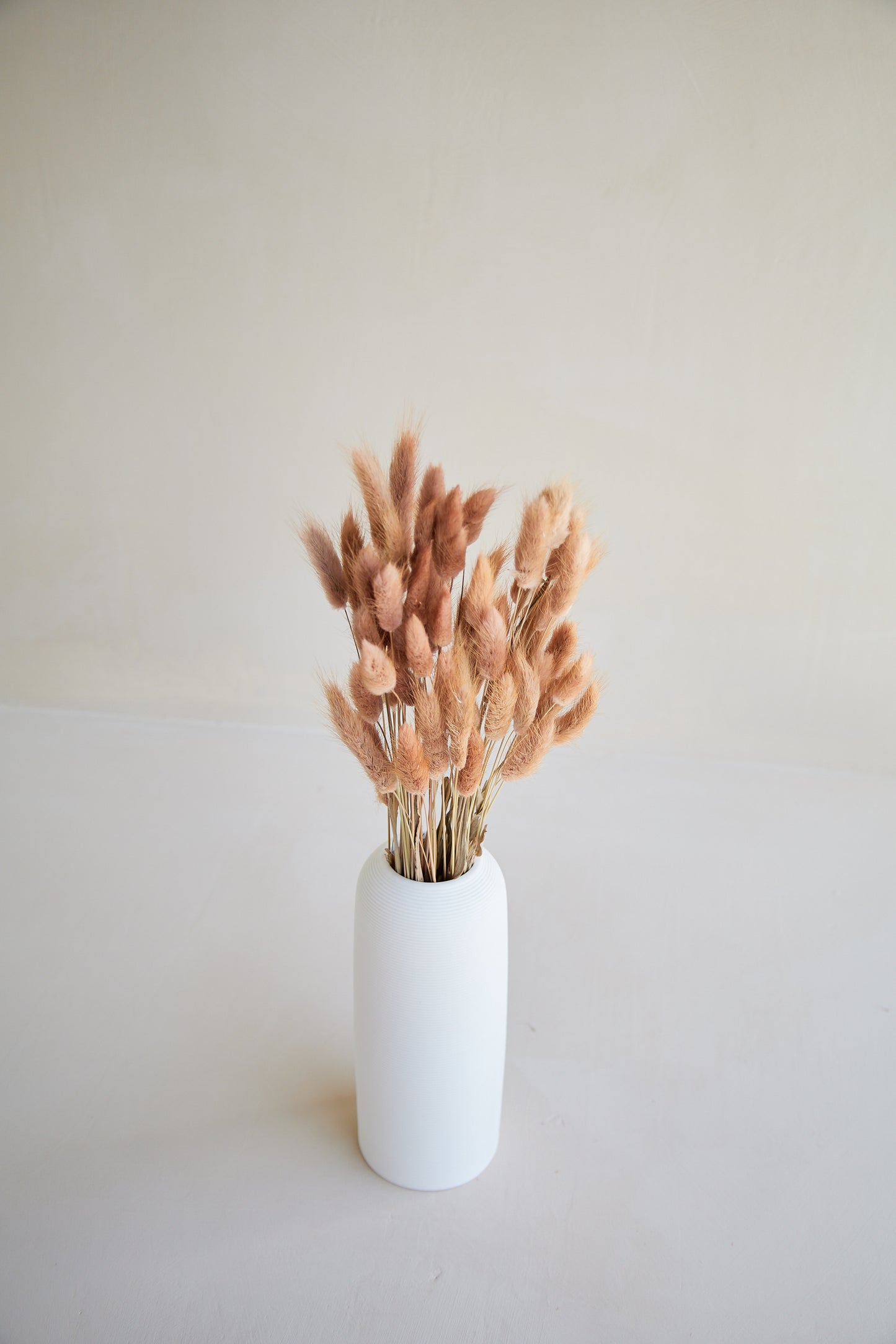 Bunny Tails - Red Bean (60 stems)