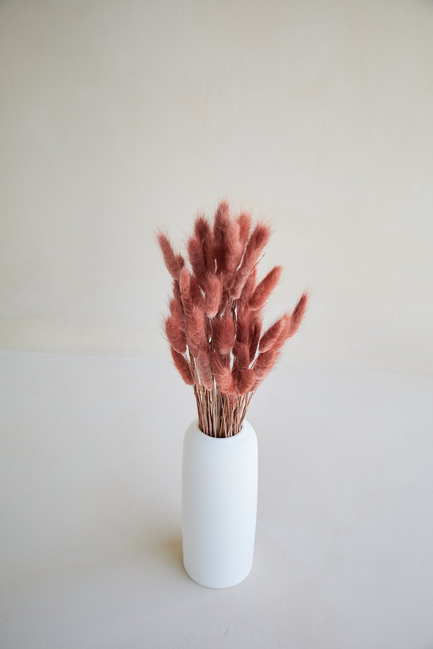 Bunny Tails - Burgundy (60 stems)