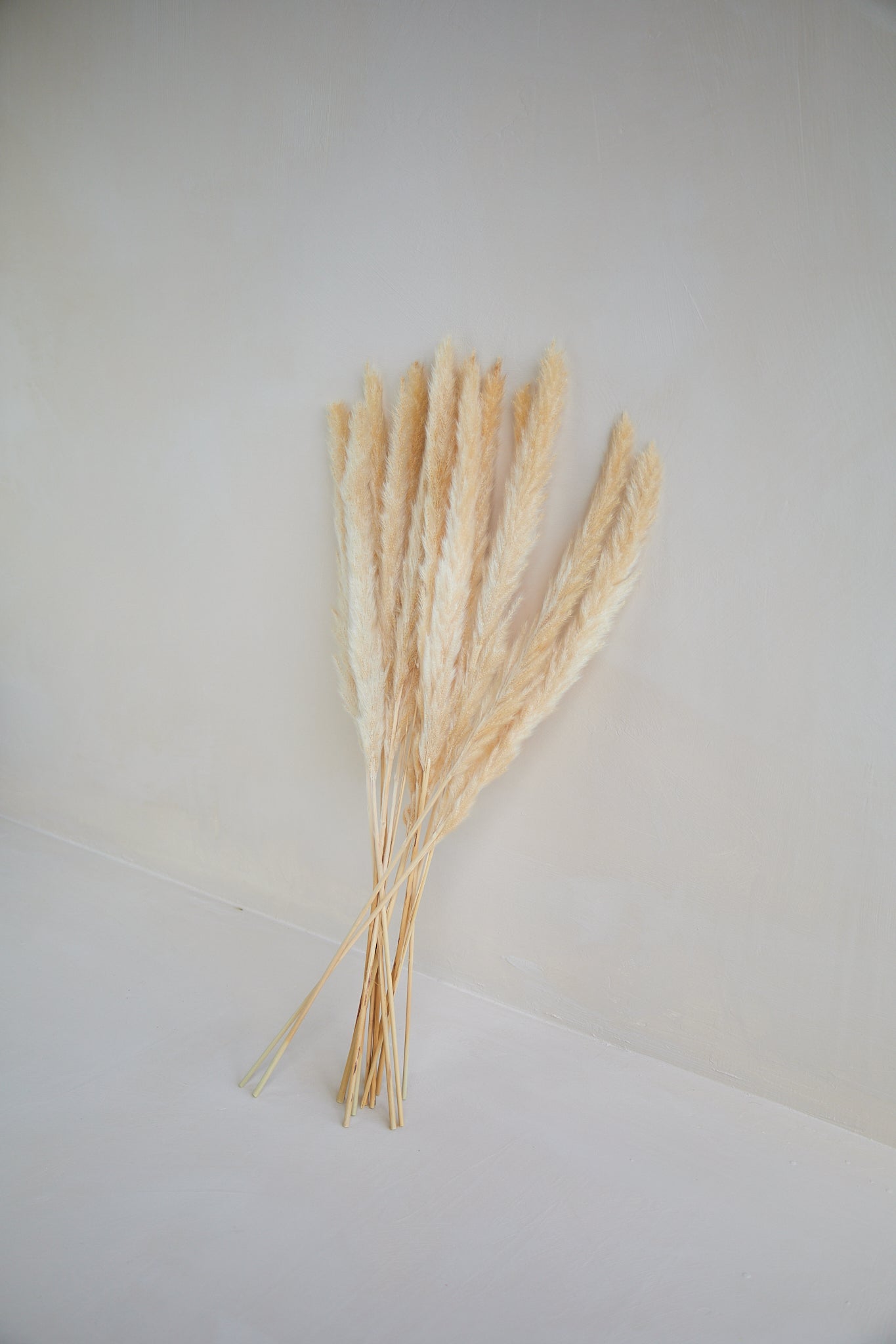 Small Pampas Grass - Beige (15 stems)