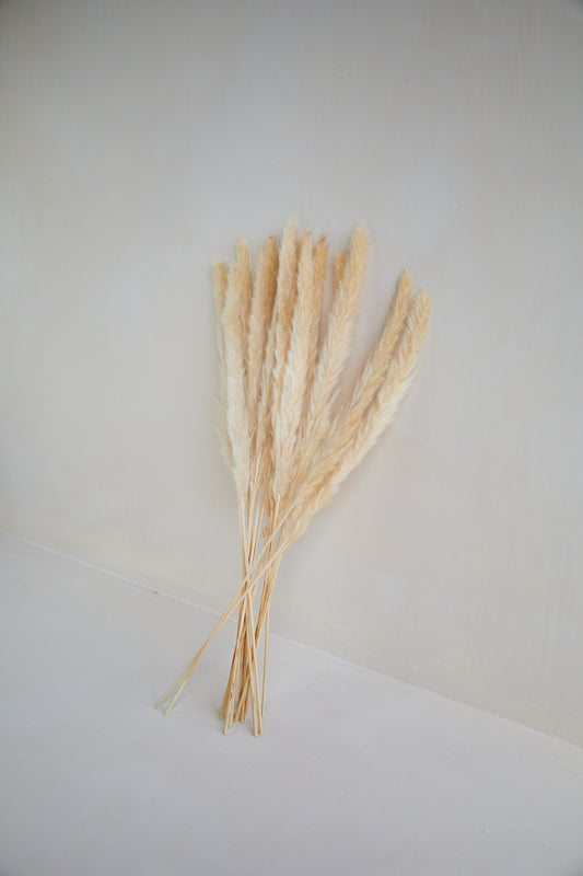 Small Pampas Grass - Beige (15 stems)