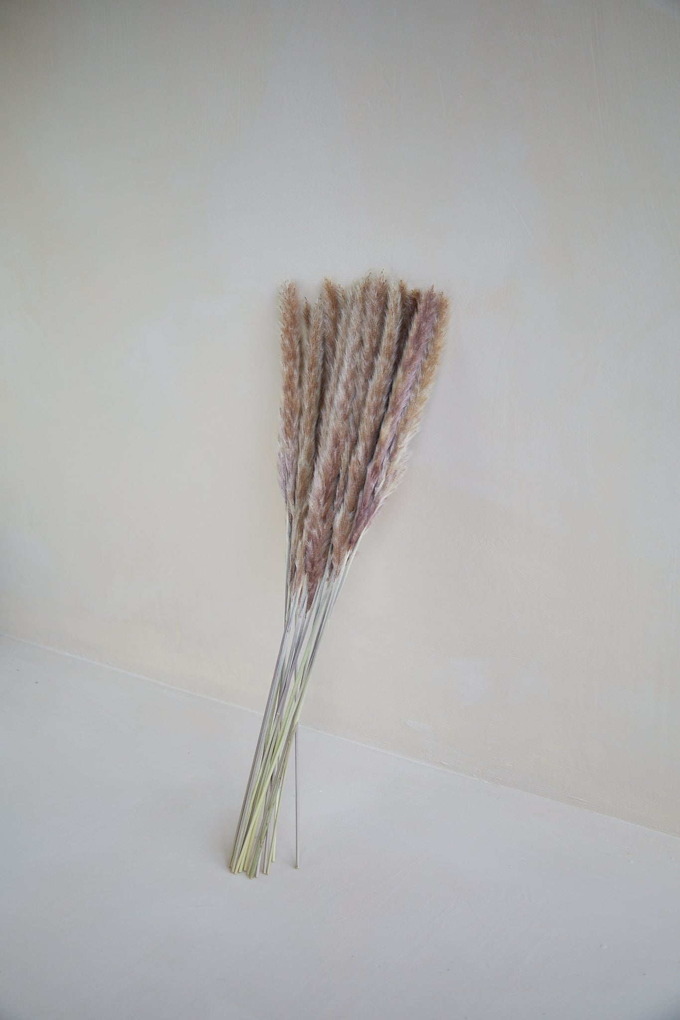 Small Pampas Grass - Natural (15 stems)