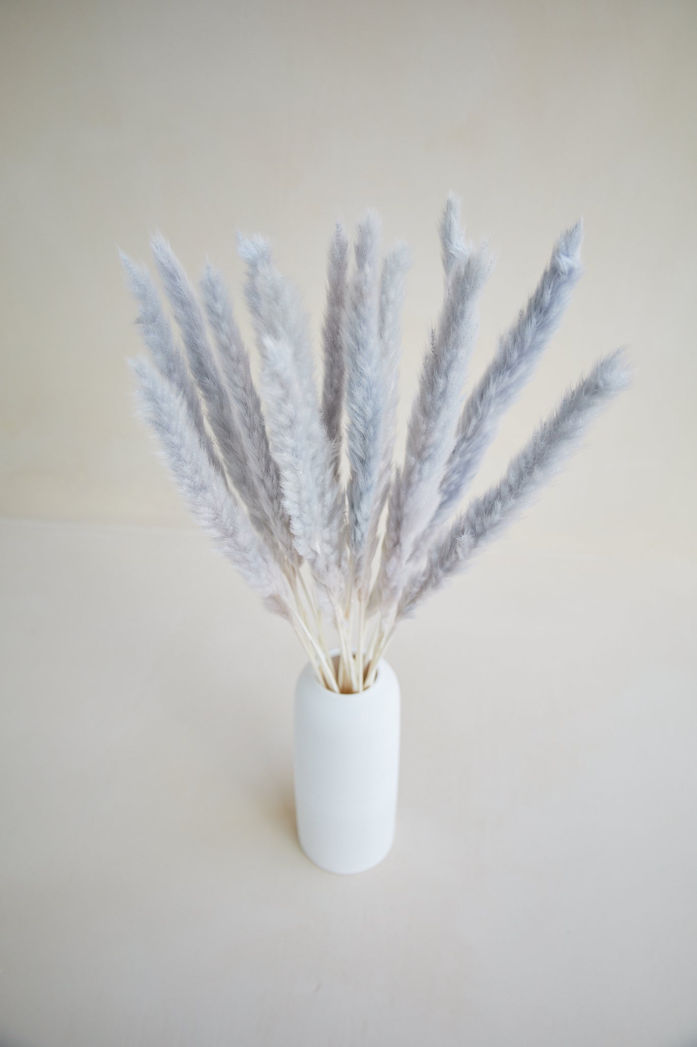 Small Pampas Grass - Gray (15 stems)