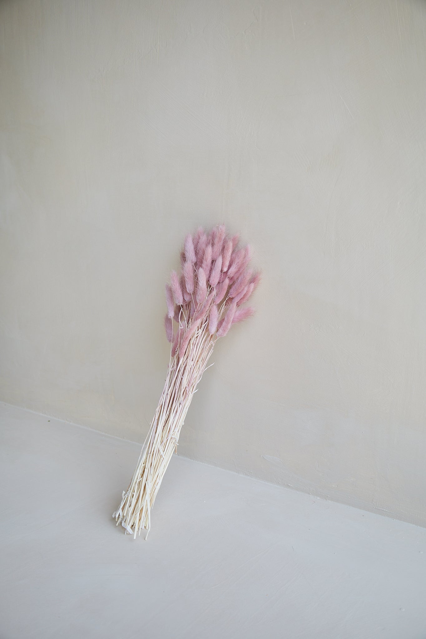 Bunny Tails - Mauve (60 stems)