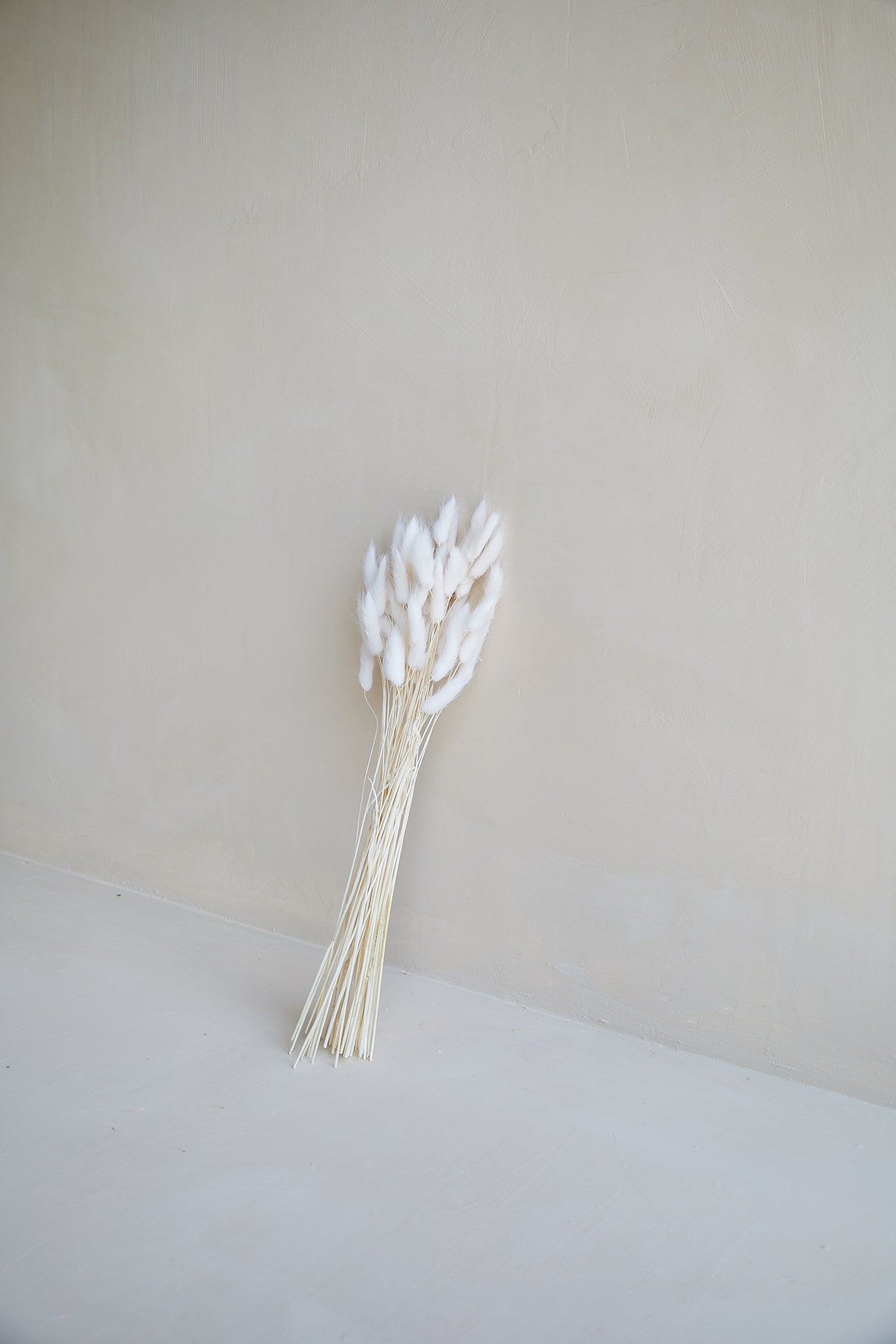 Bunny Tails - White (60 stems)