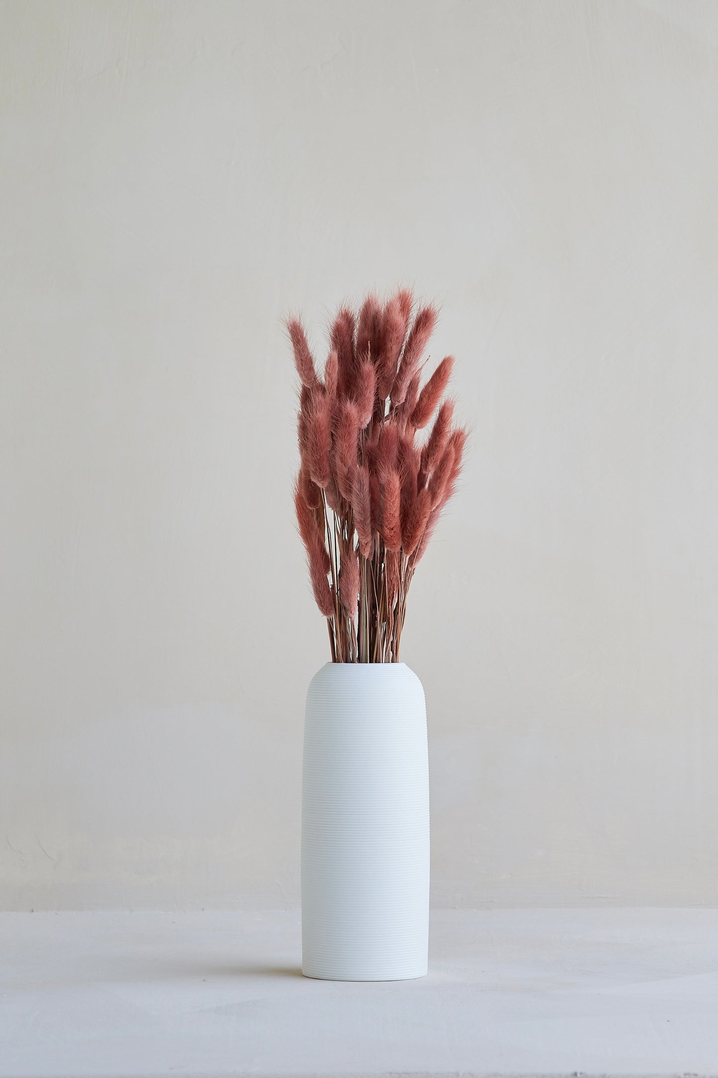 Bunny Tails - Burgundy (60 stems)