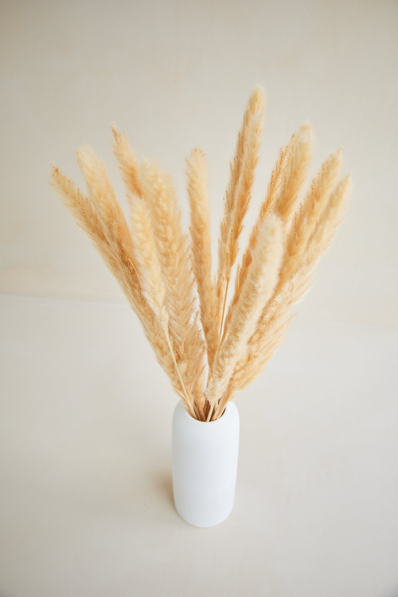 Small Pampas Grass - Beige (15 stems)