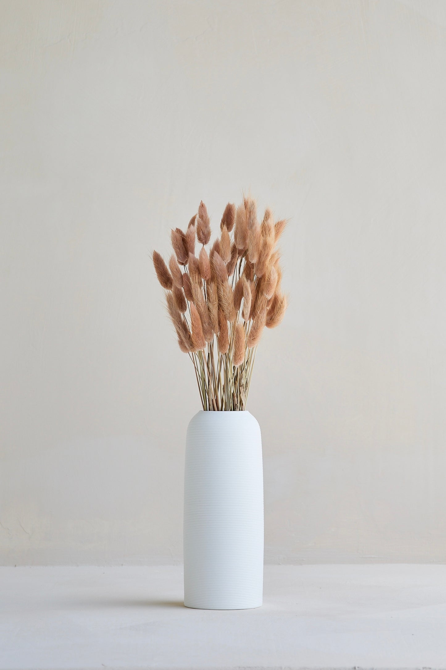 Bunny Tails - Red Bean (60 stems)
