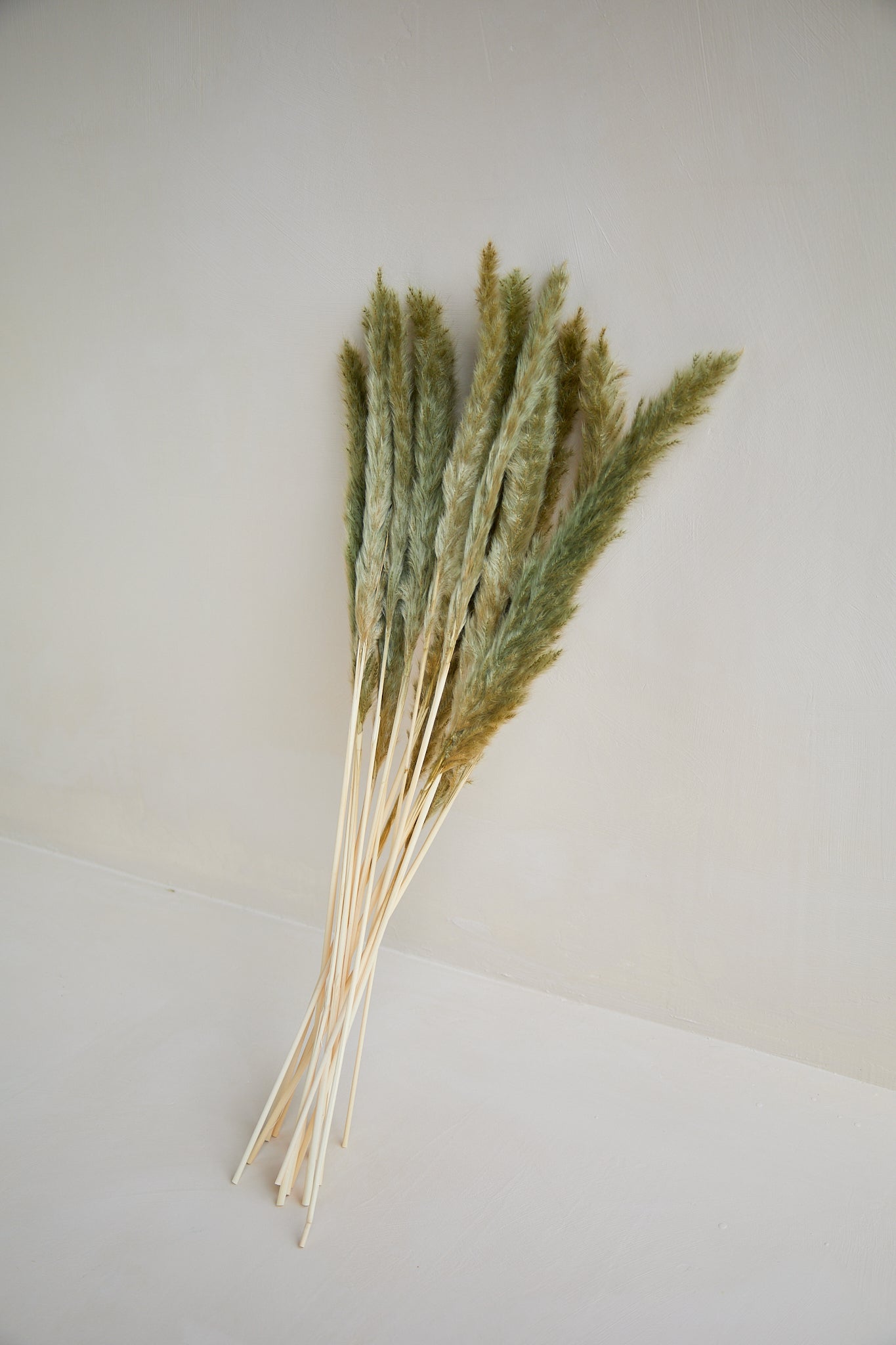 Small Pampas Grass - Frost Green (15 stems)