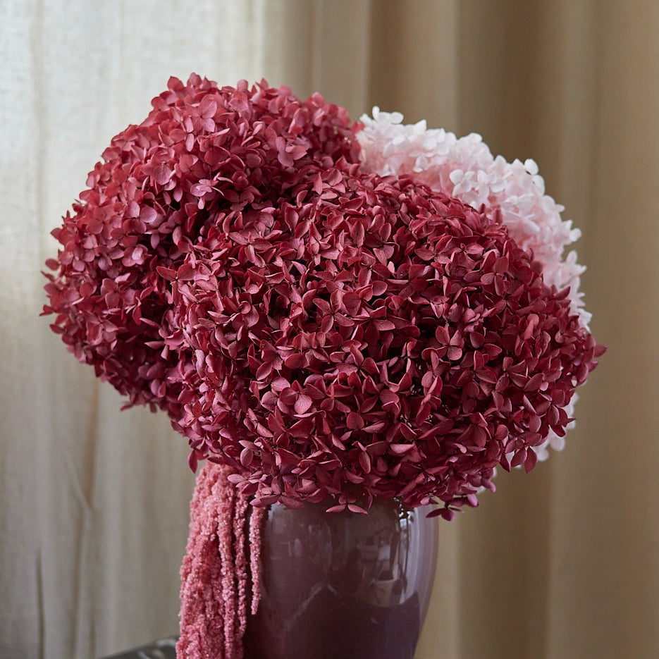 Preserved Hydrangeas & Amaranthus Set in Glass Vase - Burgundy