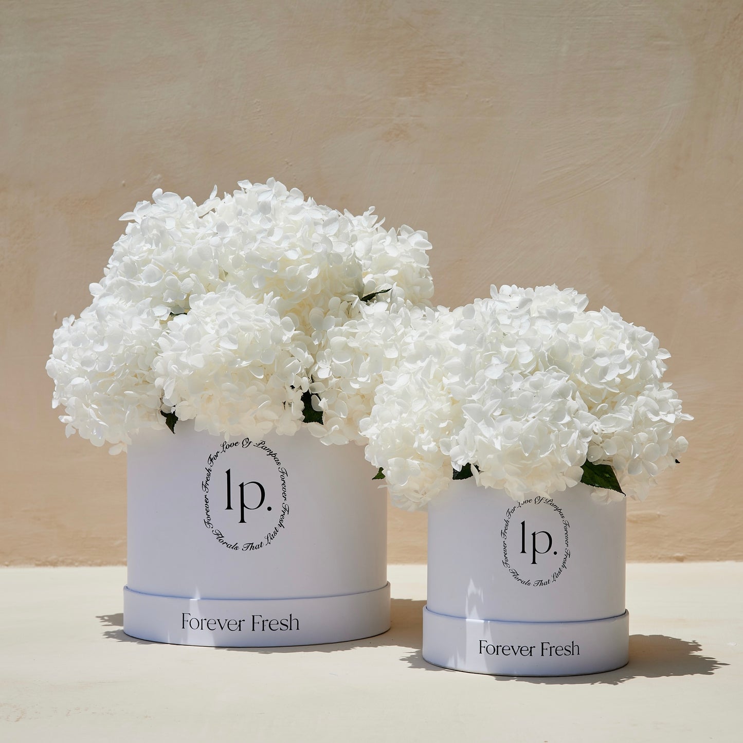 Preserved Hydrangeas - White (Medium)