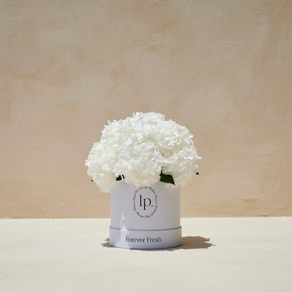 Preserved Hydrangeas - White (Medium)