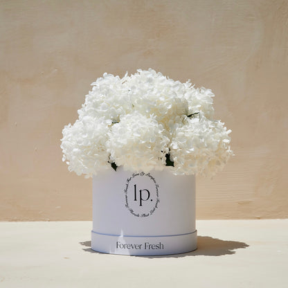 Preserved Hydrangeas - White (Large)