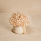 Oat Petit Bouquet in Vase
