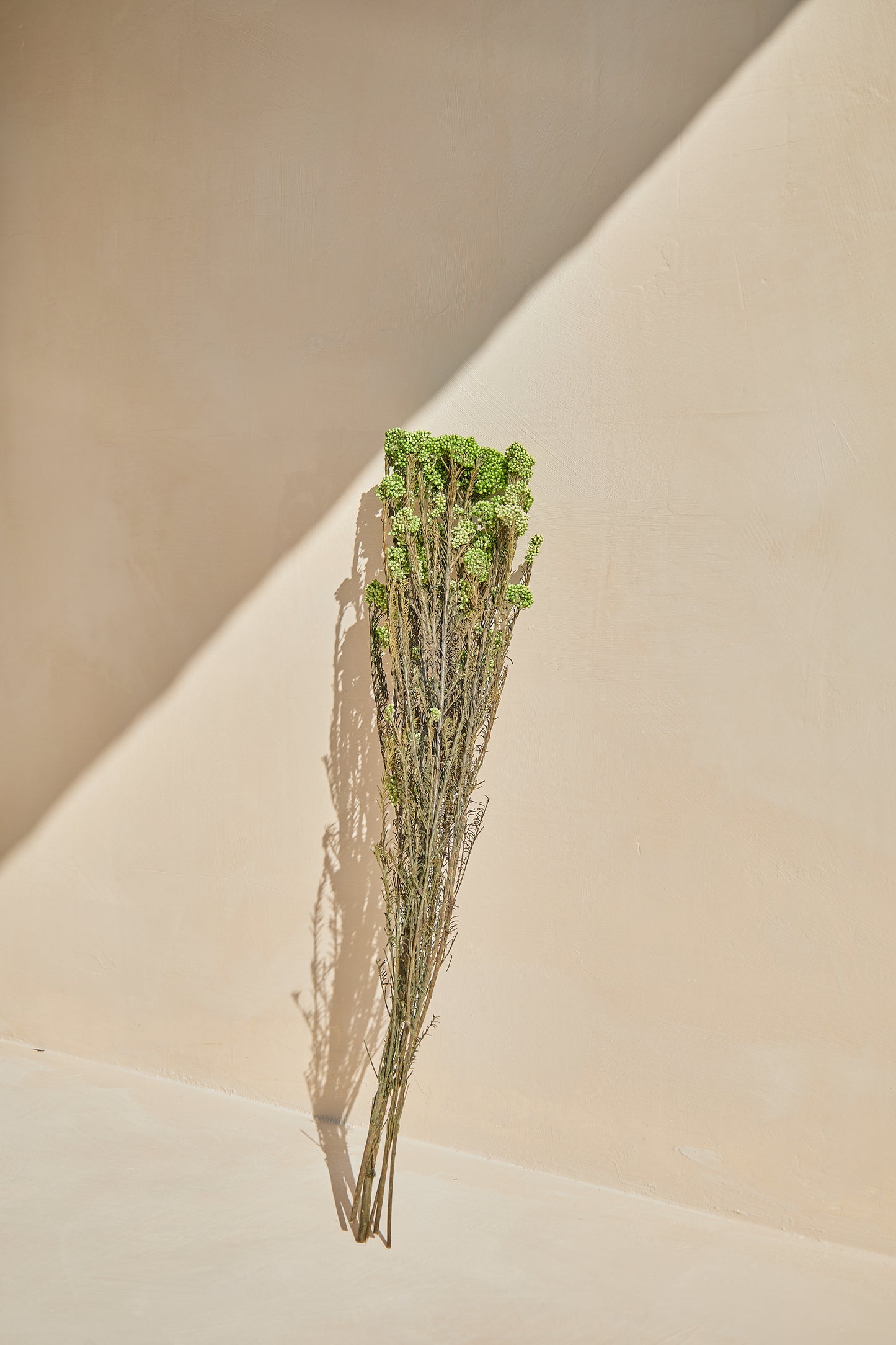 Preserved Rice Flower - Green