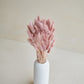Bunny Tails - Mauve (60 stems)