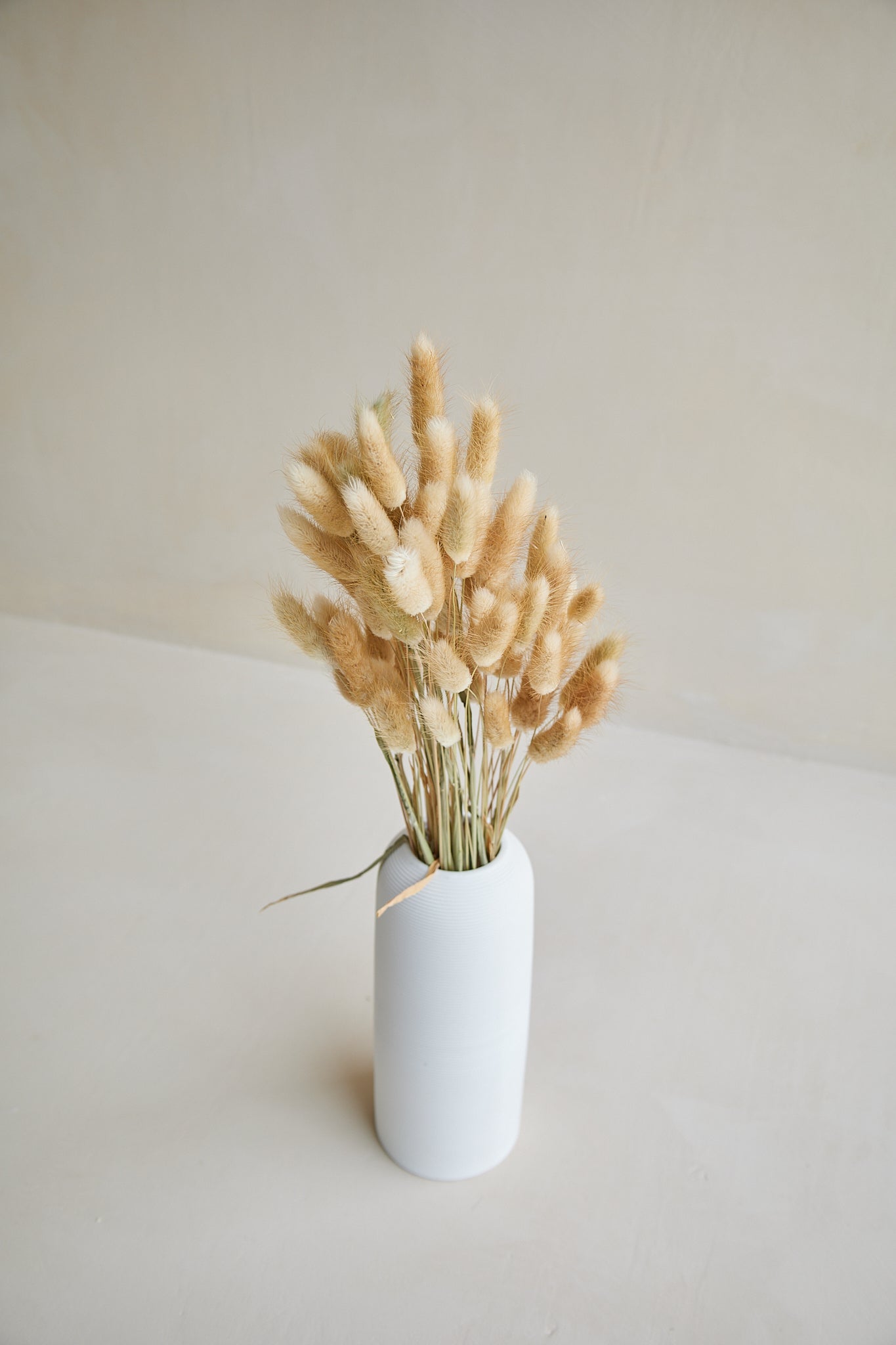 Bunny Tails - Natural (60 stems)