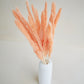 Small Pampas Grass - Champagne (15 stems)