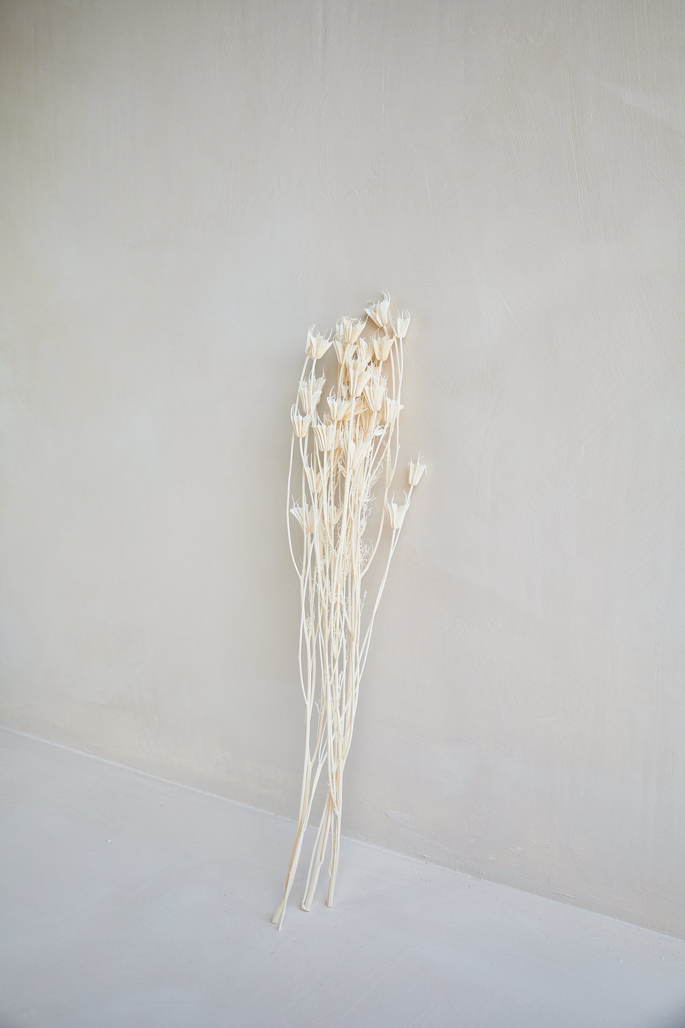 Nigella Orientalis - White
