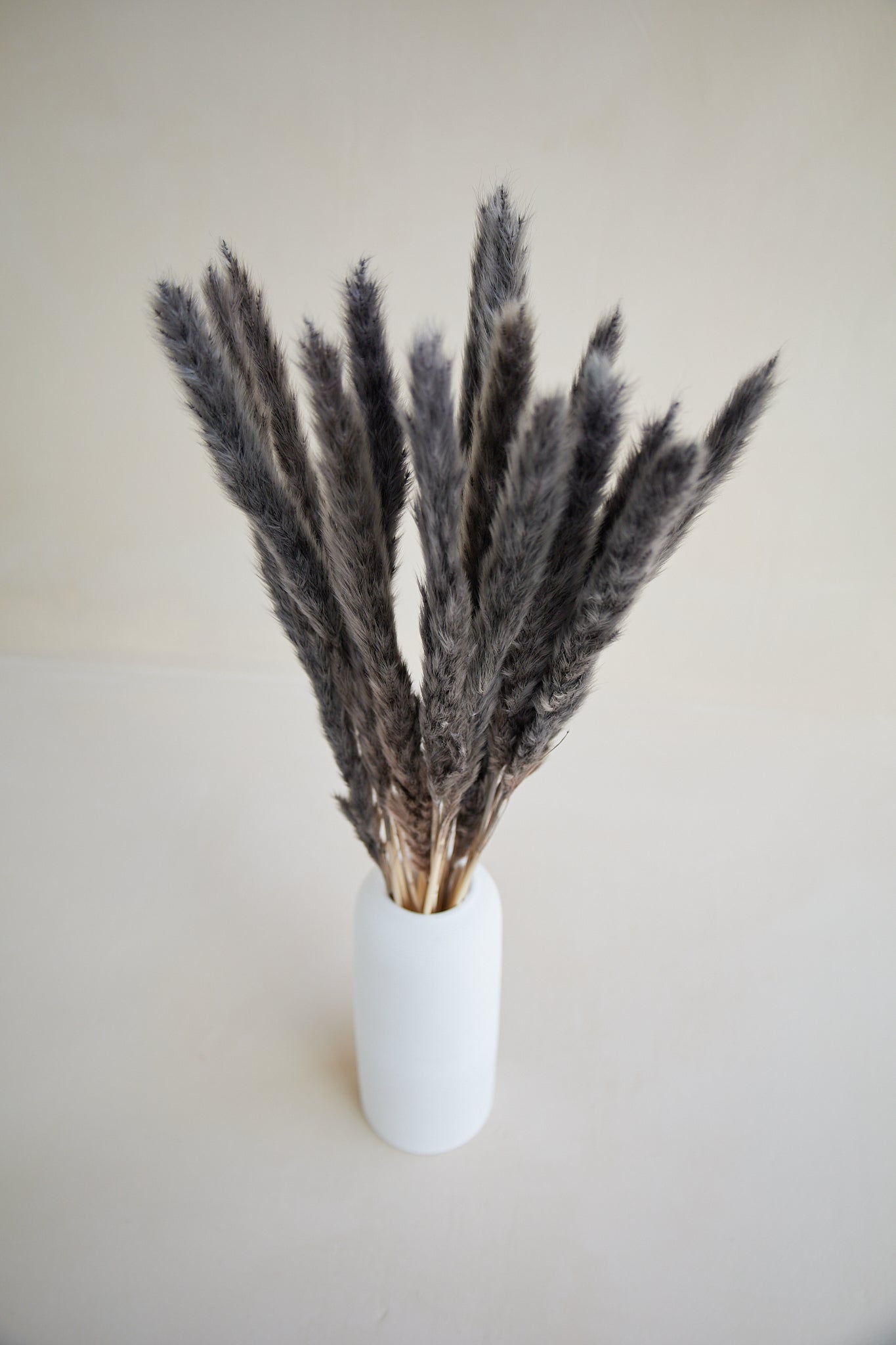 Small Pampas Grass - Frost Brown (15 stems)