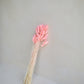 Bunny Tails - Pink (60 stems)