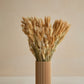 Bunny Tails - Natural (180 stems)