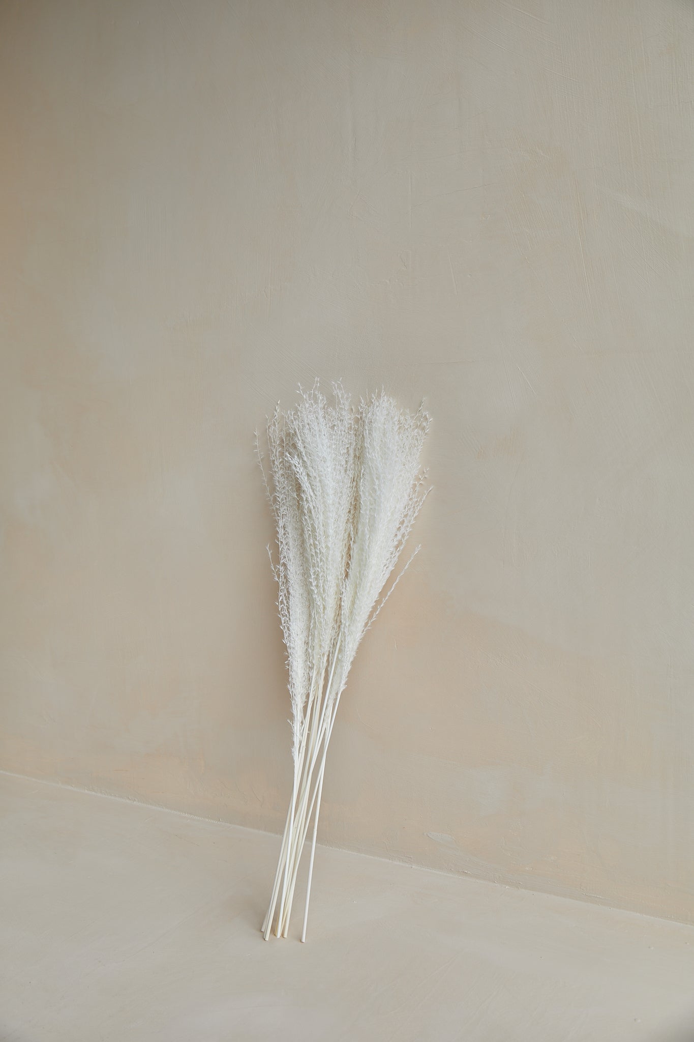 Dried Miscanthus - White