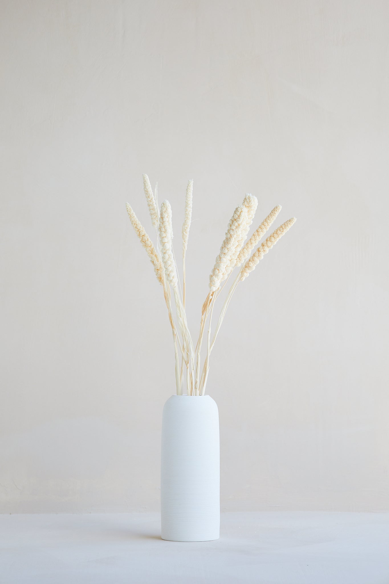 Preserved Millet Grass - White – For Love Of Pampas