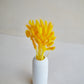 Bunny Tails - Bright Yellow (60 stems)