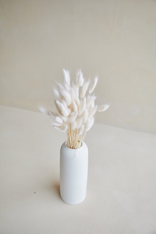 Bunny Tails - White (60 stems)
